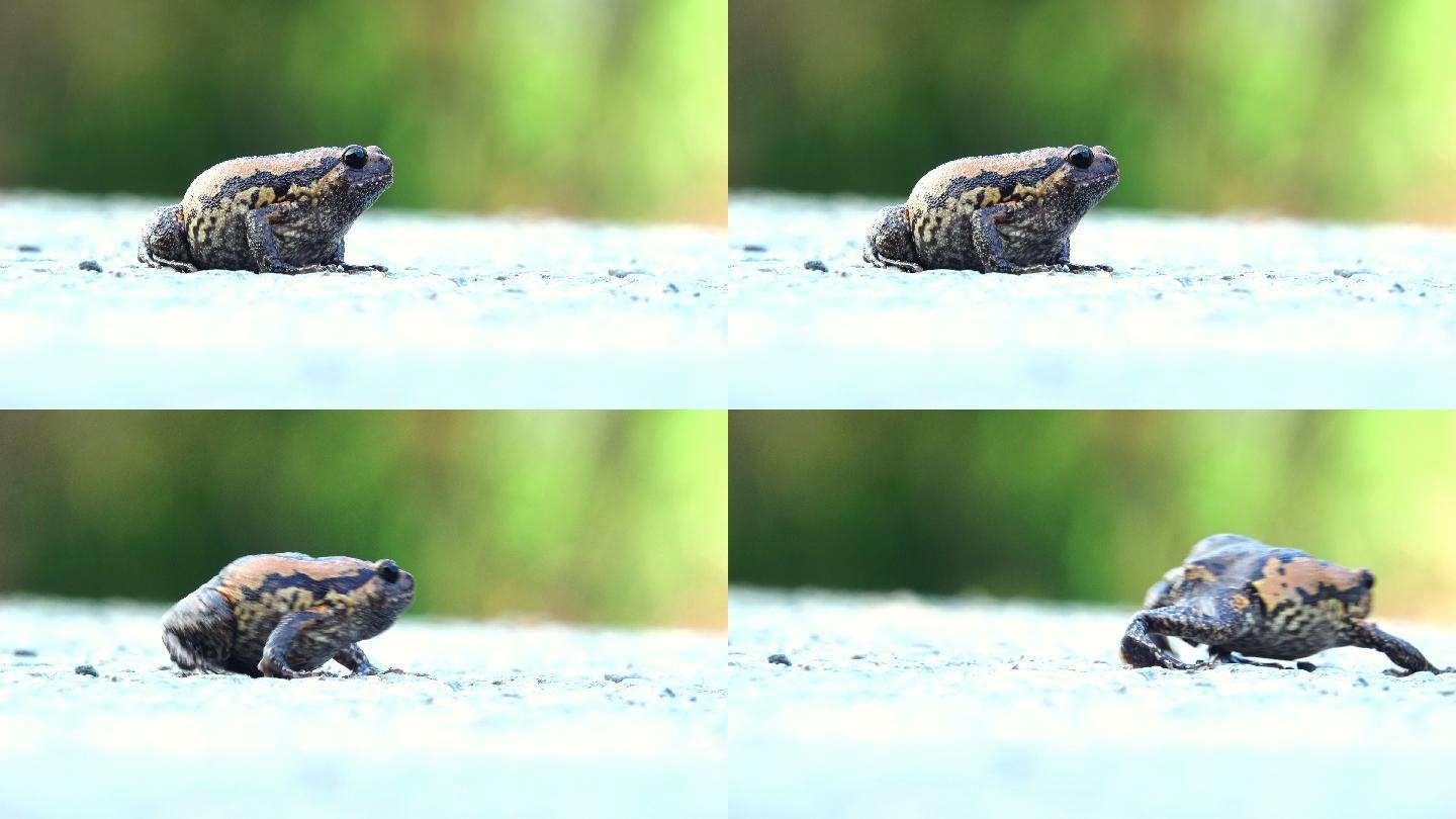 路上的牛蛙癞蛤蟆