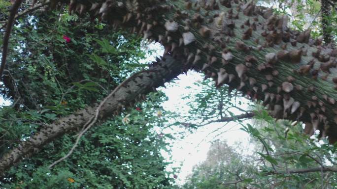公园里尖刺树枝的滑动视图