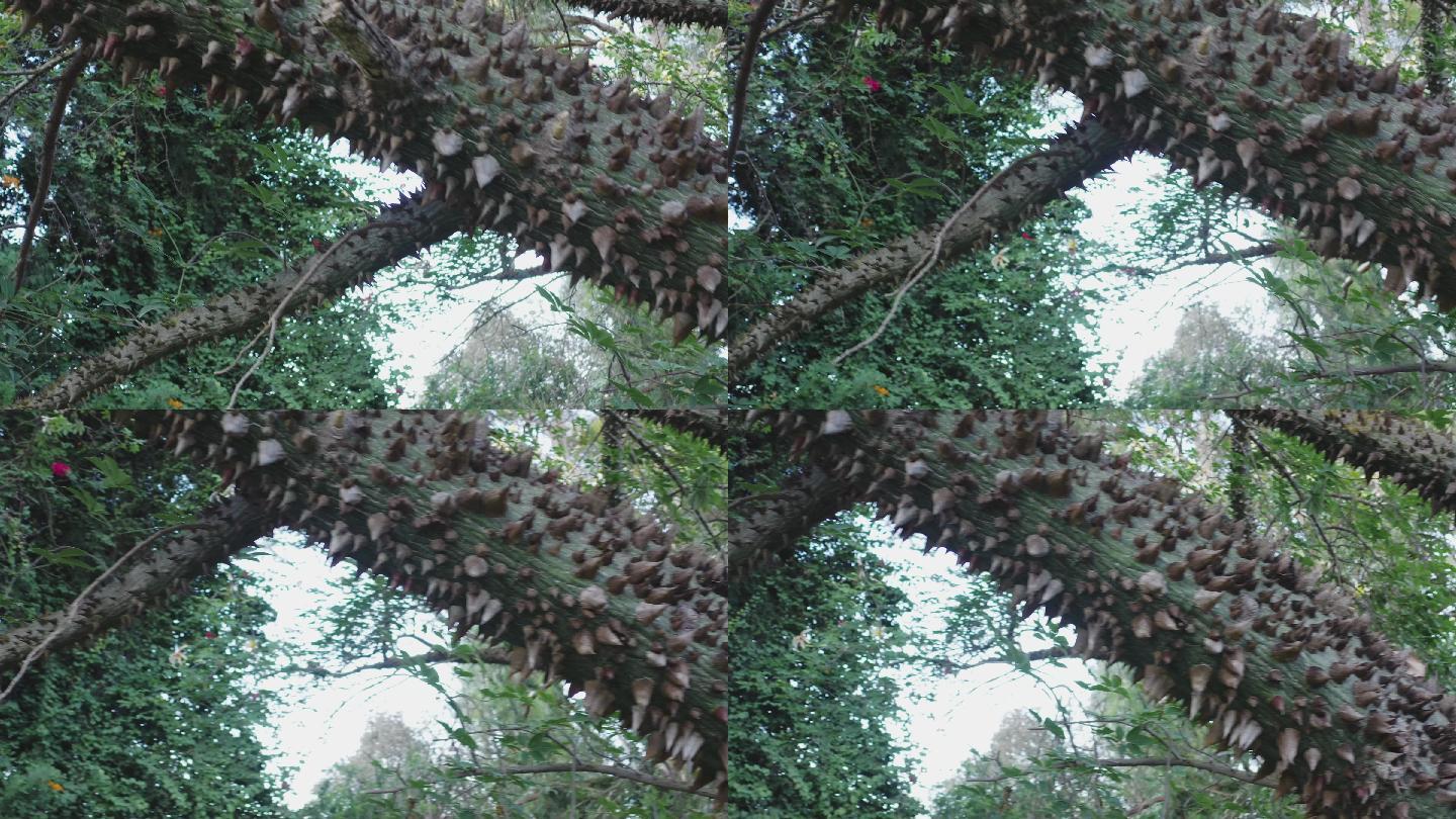 公园里尖刺树枝的滑动视图