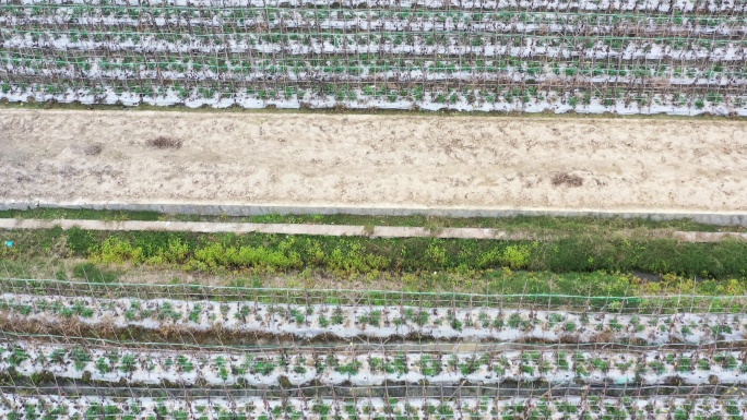 农田蔬菜低空航空摄影