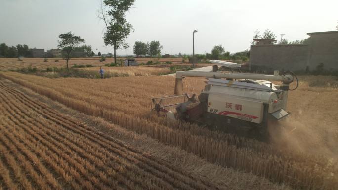【4K高清原创】小麦收割机农业场景粮食