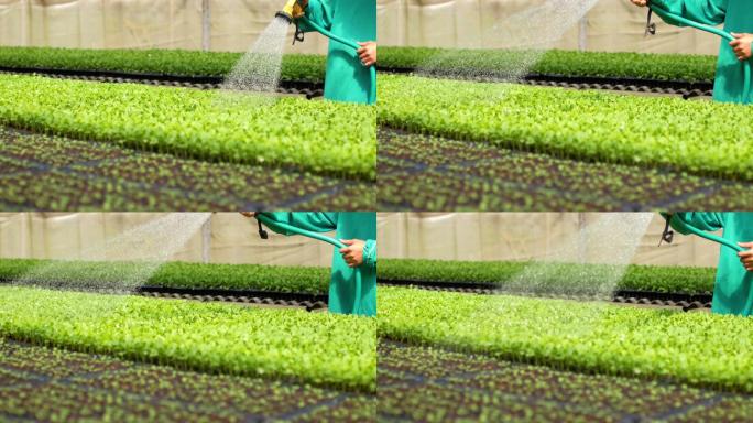 在温室给植物和有机蔬菜浇水的工人
