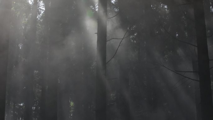森林光影