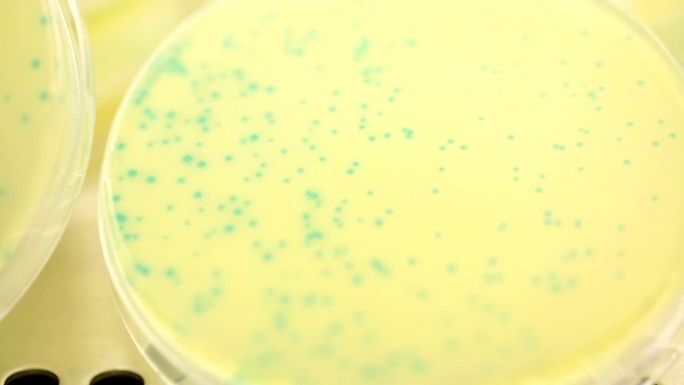 蓝色噬菌体斑细菌培养