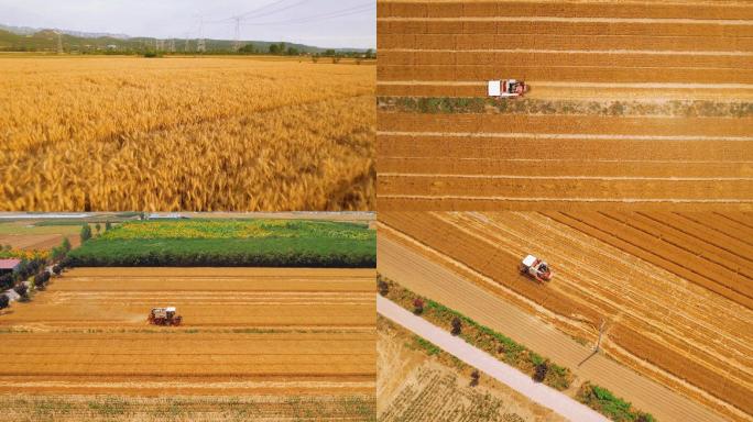 夏收 收割小麦 麦子熟了 航拍