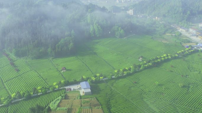 4K湖南益阳安化日出晨雾茶园航拍