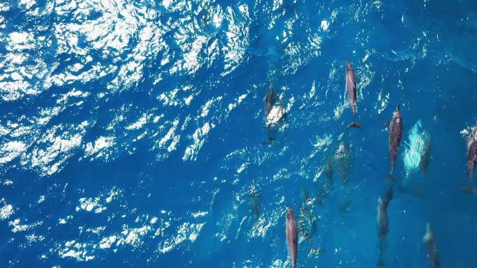 在印度洋游泳的海豚群