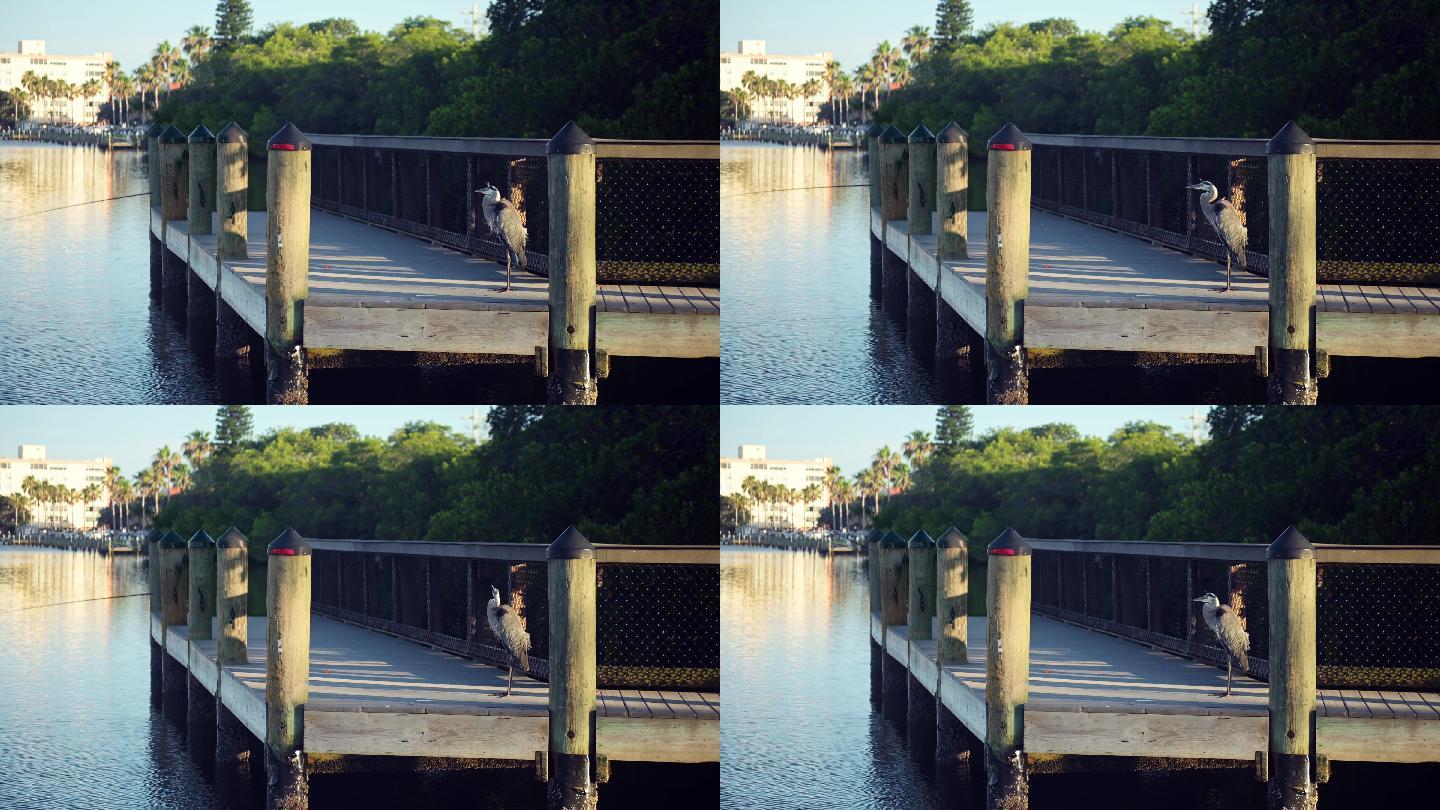 佛罗里达州萨拉索塔西斯塔岛，一只苍鹭站在海岸内的码头上