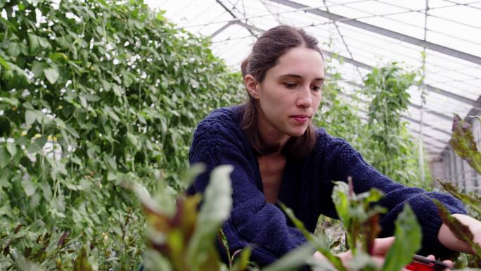 温室里修剪植物的女工