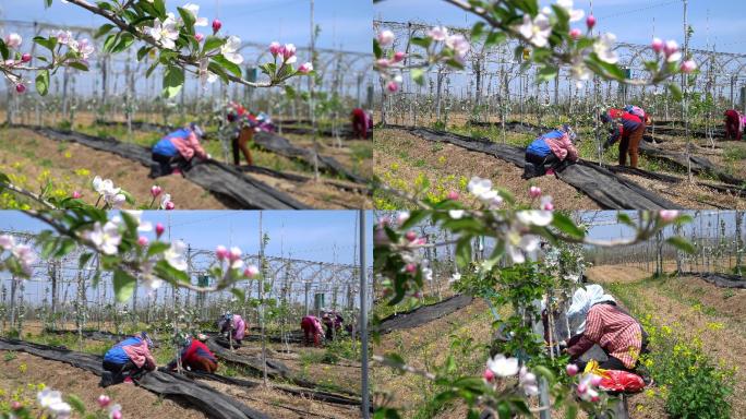 苹果园里务农的妇女
