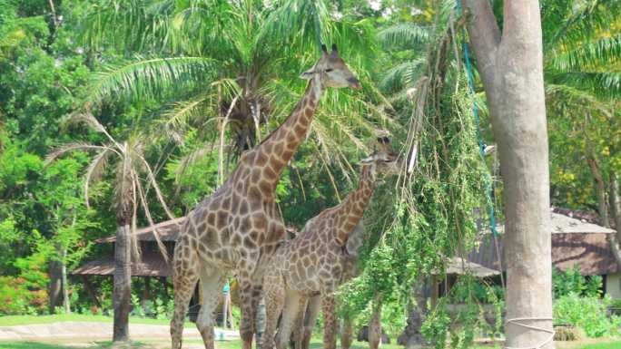 吃长颈鹿长颈鹿吃草长颈鹿群动物园长颈鹿
