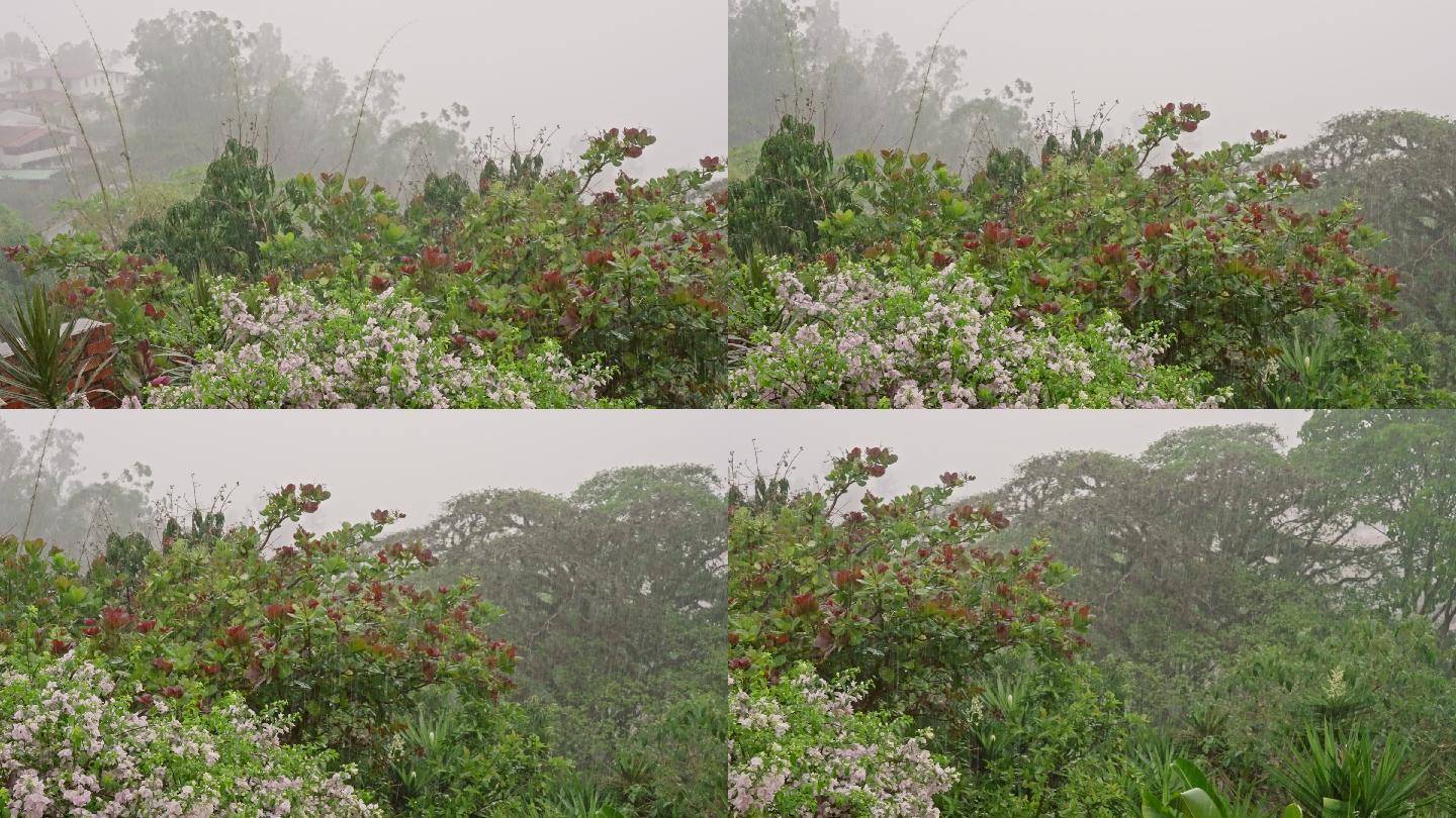 热带城市雨季有大风或阵风的暴雨