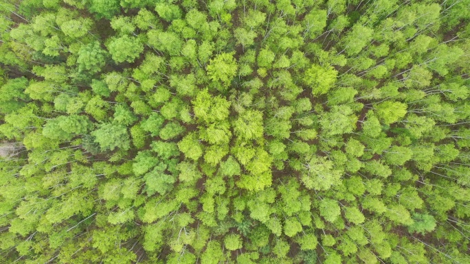 森林-航拍森林-大自然森林云雾--湿地