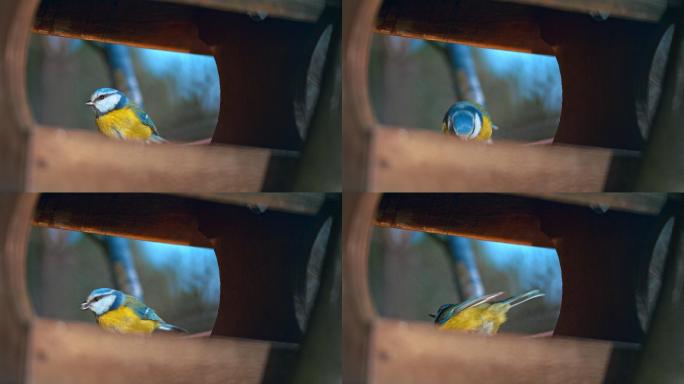 在鸟食器中觅食的欧亚蓝山雀