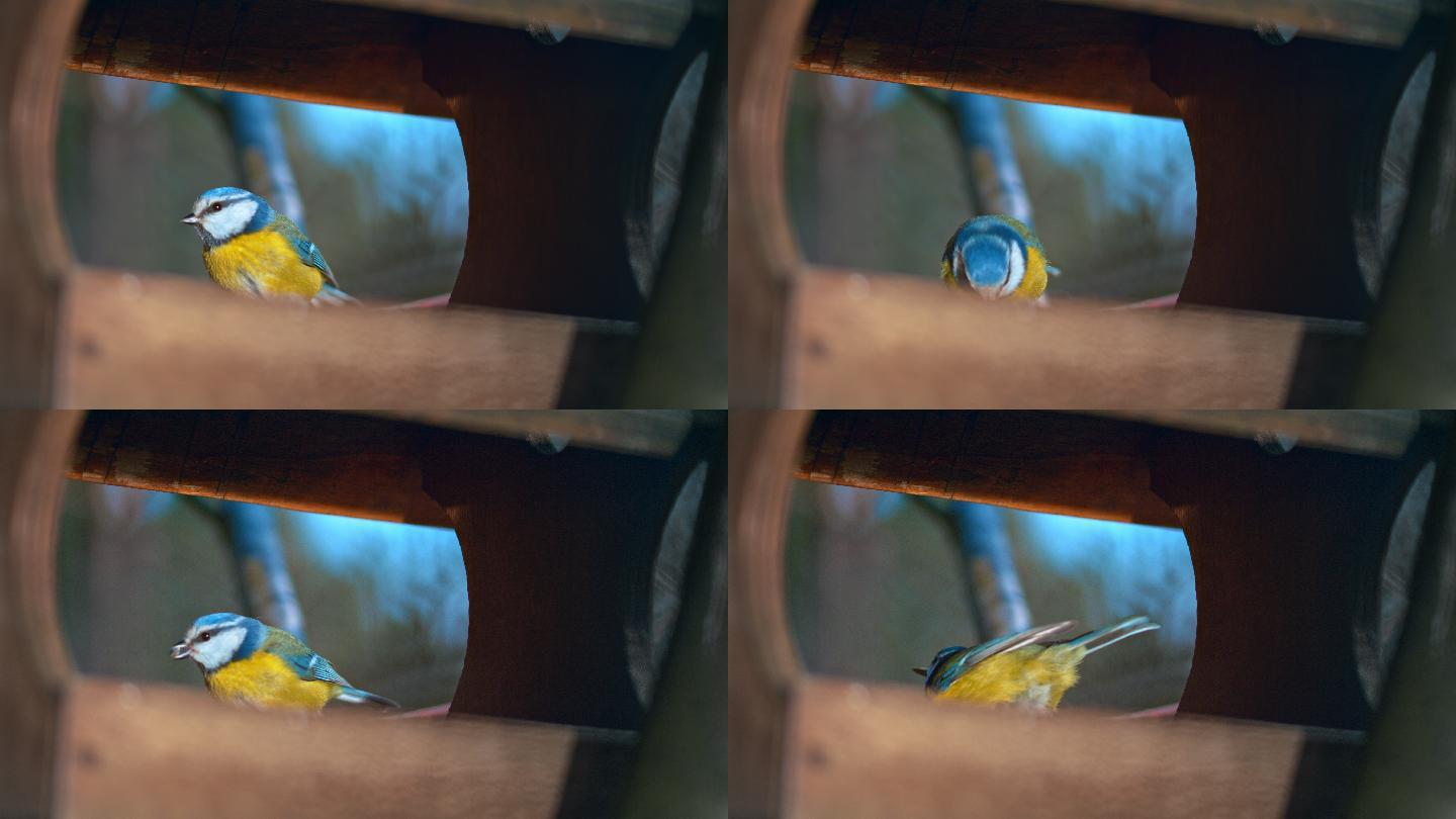 在鸟食器中觅食的欧亚蓝山雀
