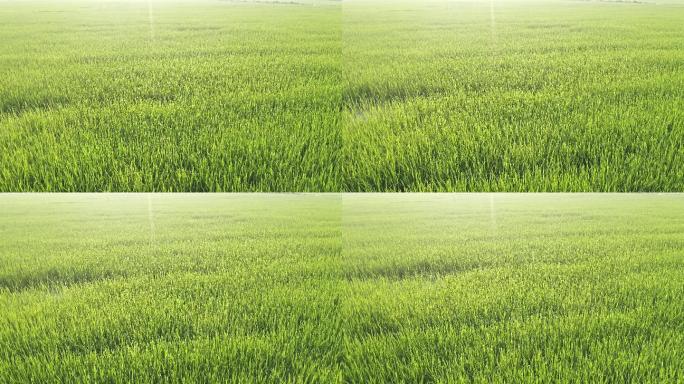中国农业经济发展水稻田地