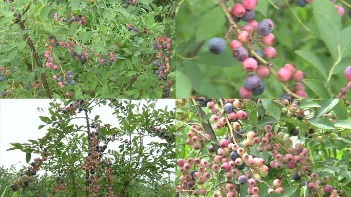 蓝莓 蓝莓树 灌木 果实 浆果