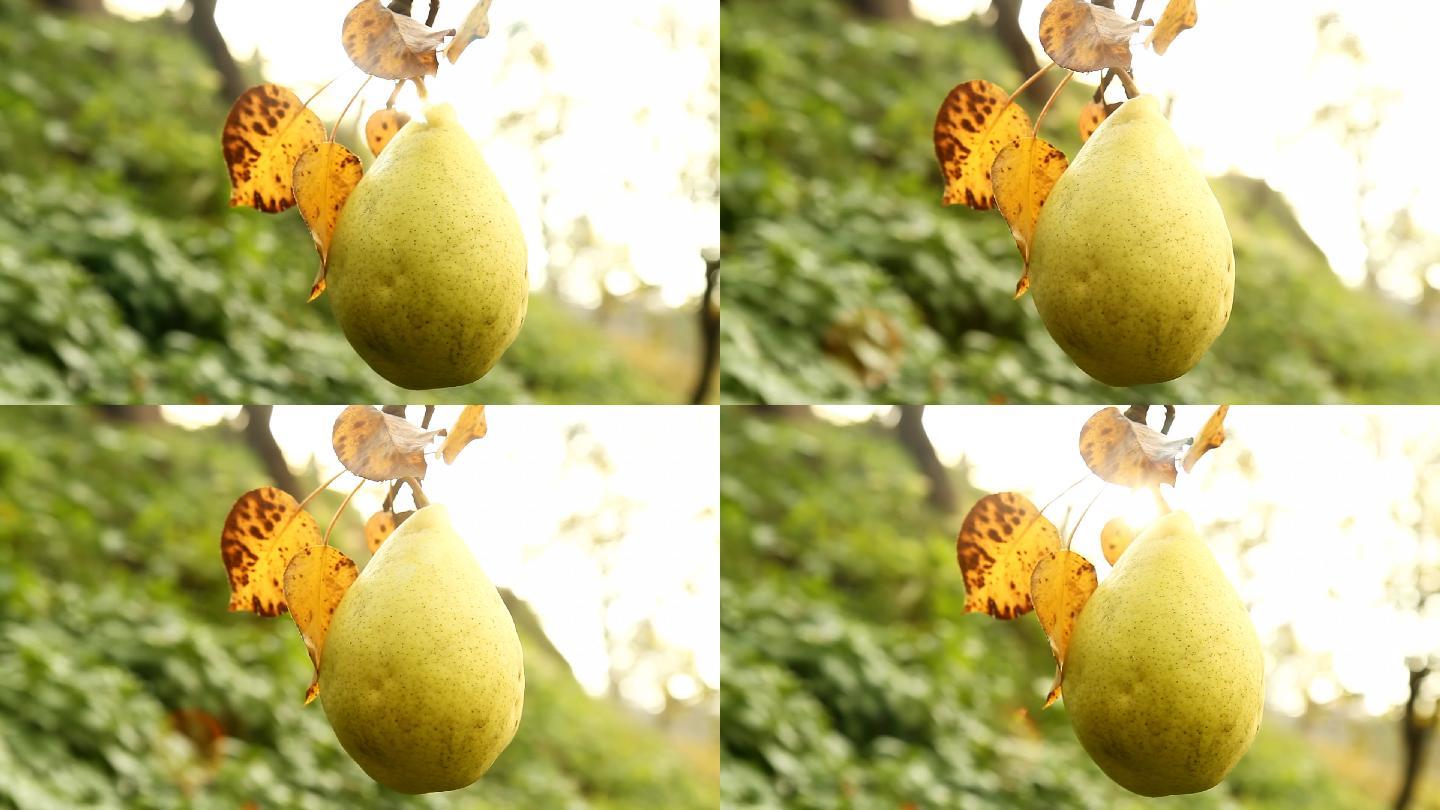 高清娃娃：挂在树上的梨子