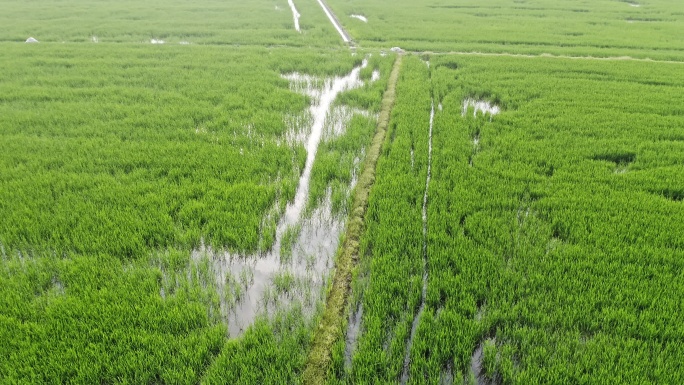 航拍绿油油的水稻田地自然风景