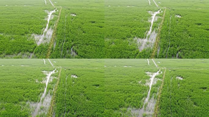 航拍绿油油的水稻田地自然风景