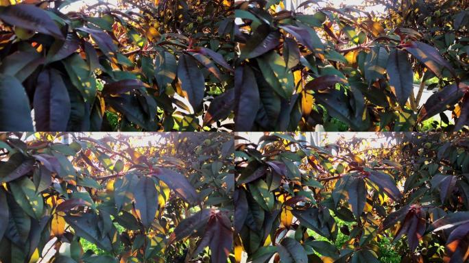 原创视频素材 清晨透过树叶的阳光
