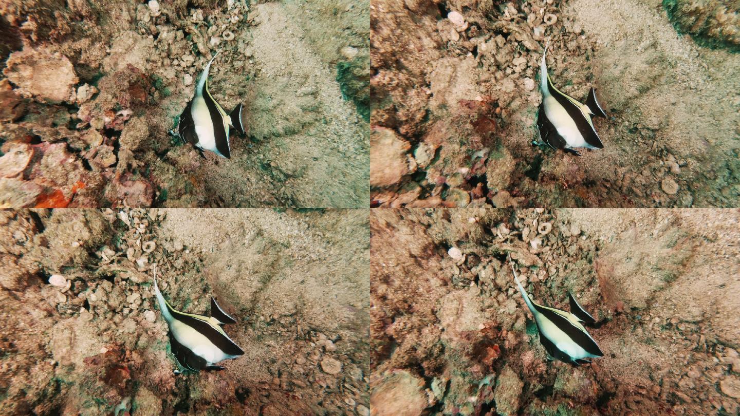 珊瑚礁上的水下死亡摩尔偶像鱼