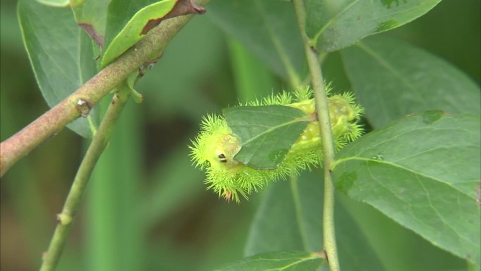 蓝莓 病害 害虫 病虫害 毛毛虫