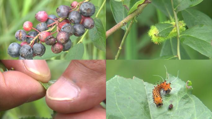 蓝莓 病害 害虫 病虫害 毛毛虫