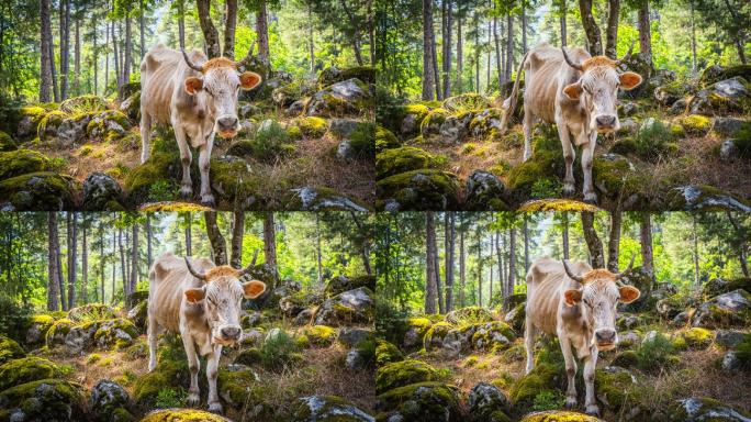 科西嘉荒野中的奶牛-法国