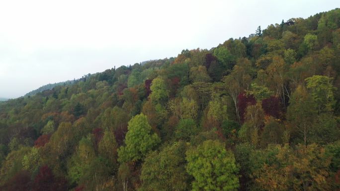 秋季森林航拍