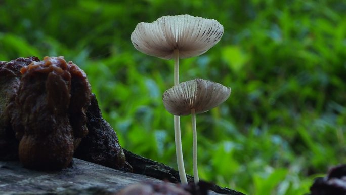 原木上的蘑菇蘑菇生长菌类植物