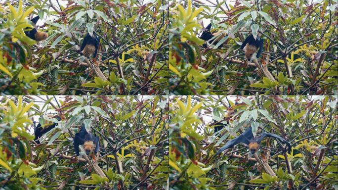 果蝠挂在树上吃东西的慢镜头