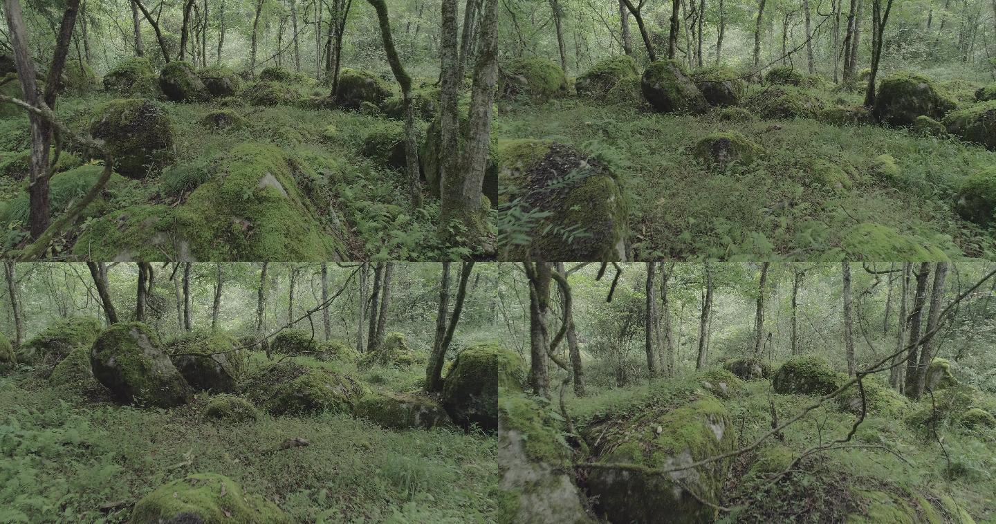 4K原始森林生态苔藓