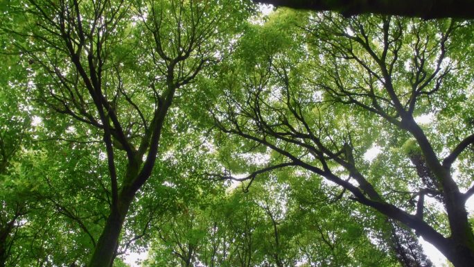 树叶 森林 自然 空镜头 光斑