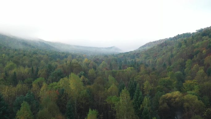4k森林航拍森林大自然森林云雾原始森林