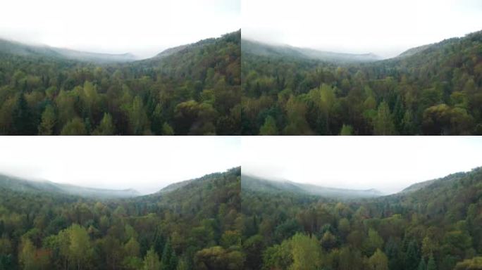 4k森林航拍森林大自然森林云雾原始森林