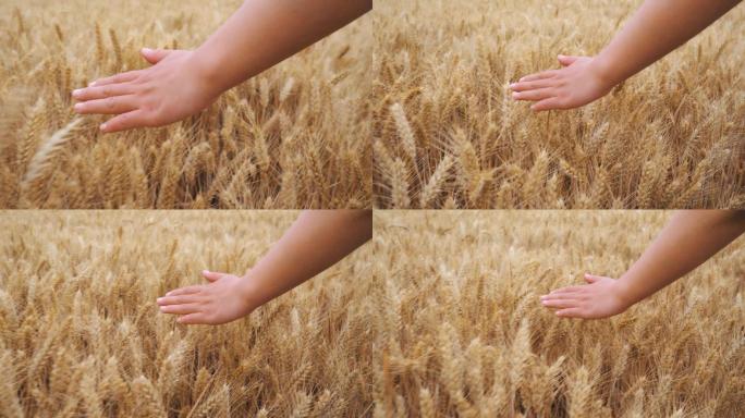 手轻轻抚摸麦穗丨4K丨原创实拍
