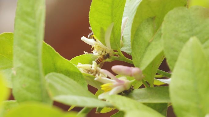 蜜蜂在柠檬树上采蜜
