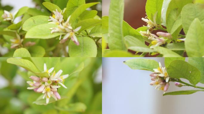 蜜蜂在柠檬树上采蜜