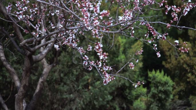 春天百花争艳，花朵在微风中飘落