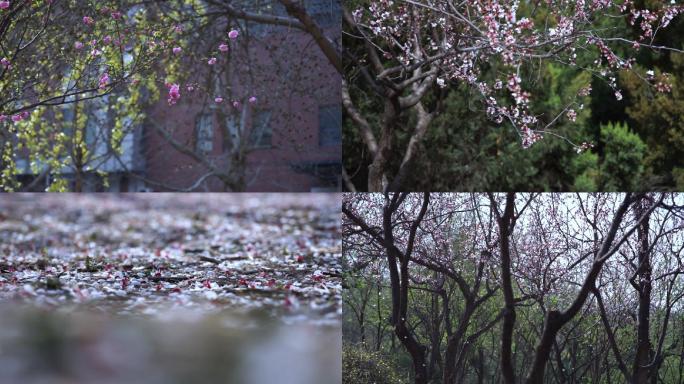 春天百花争艳，花朵在微风中飘落