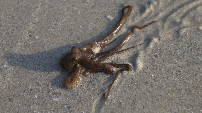 沿着海滩移动的章鱼