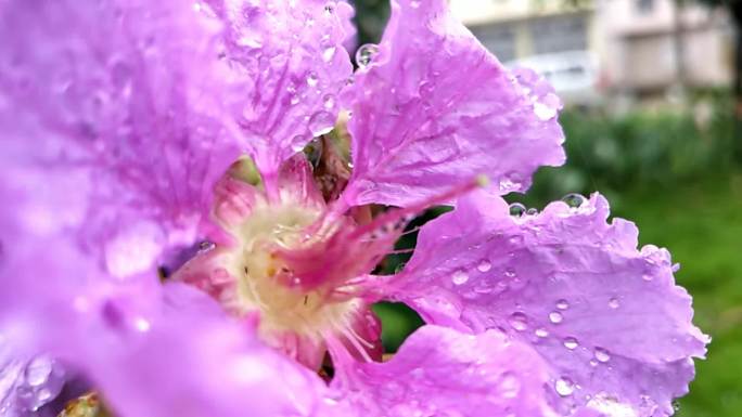 雨后鲜花雨后绿叶雨滴鲜花特写花朵