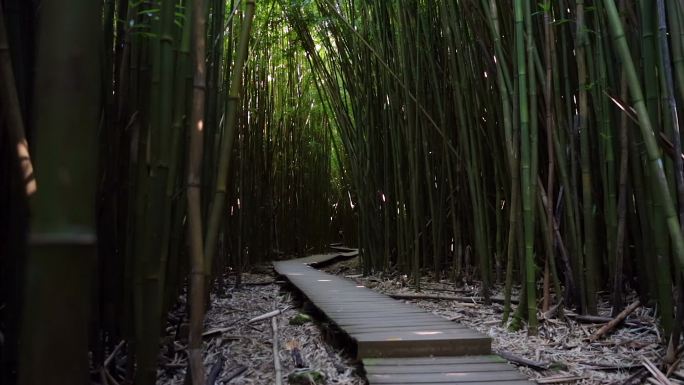 夏威夷毛伊岛神奇竹林