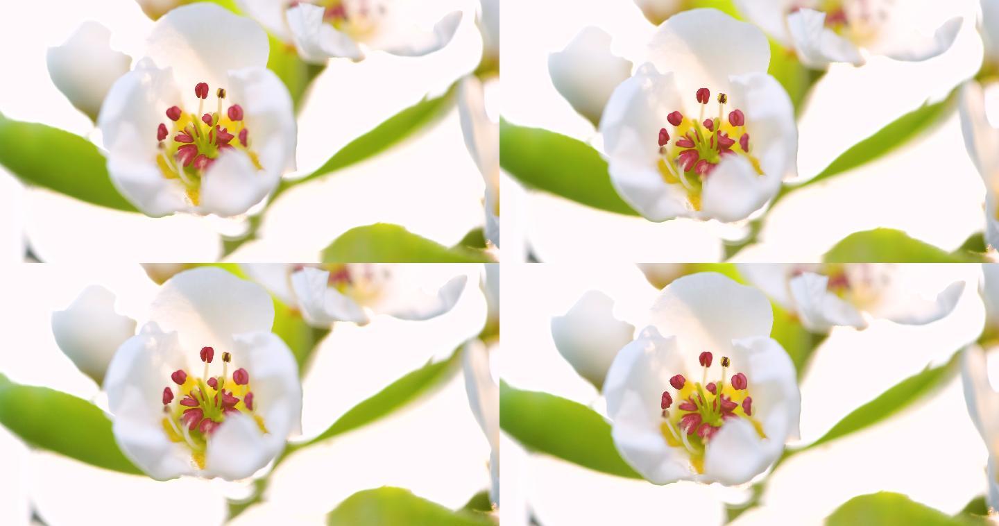 大自然中的花朵摇曳透光白色梨花
