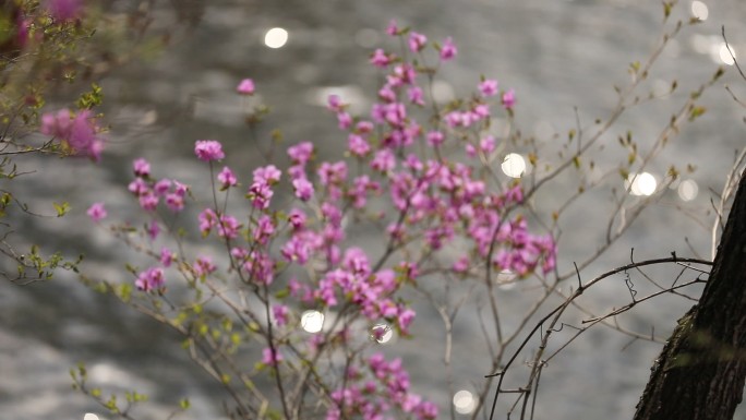 虚实转换野生杜鹃花