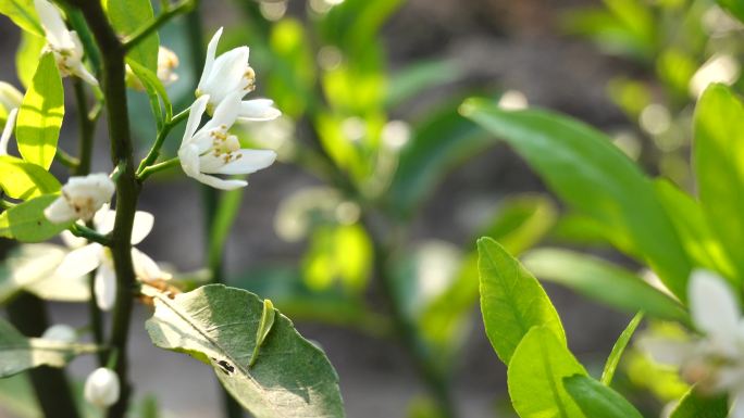 橘子树春天开花花季蜜蜂采蜜