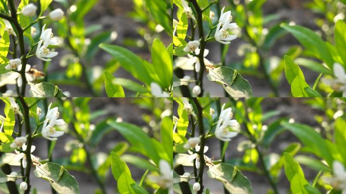 橘子树春天开花花季蜜蜂采蜜