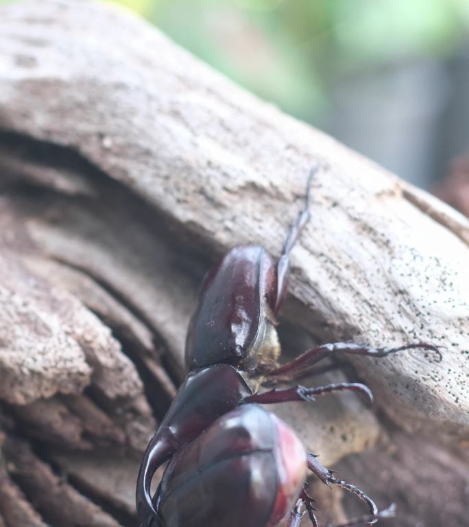 雄性犀牛甲虫通过用角夹住和举起对手来对抗对方，以显示更大的力量。