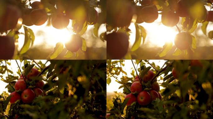 日落时在果园里种植的土生土长的有机红苹果
